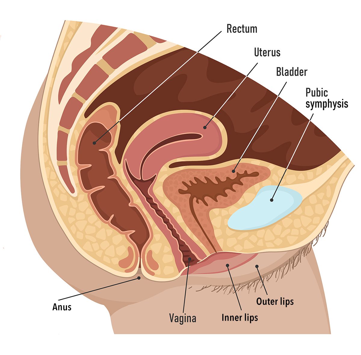 vagina side view