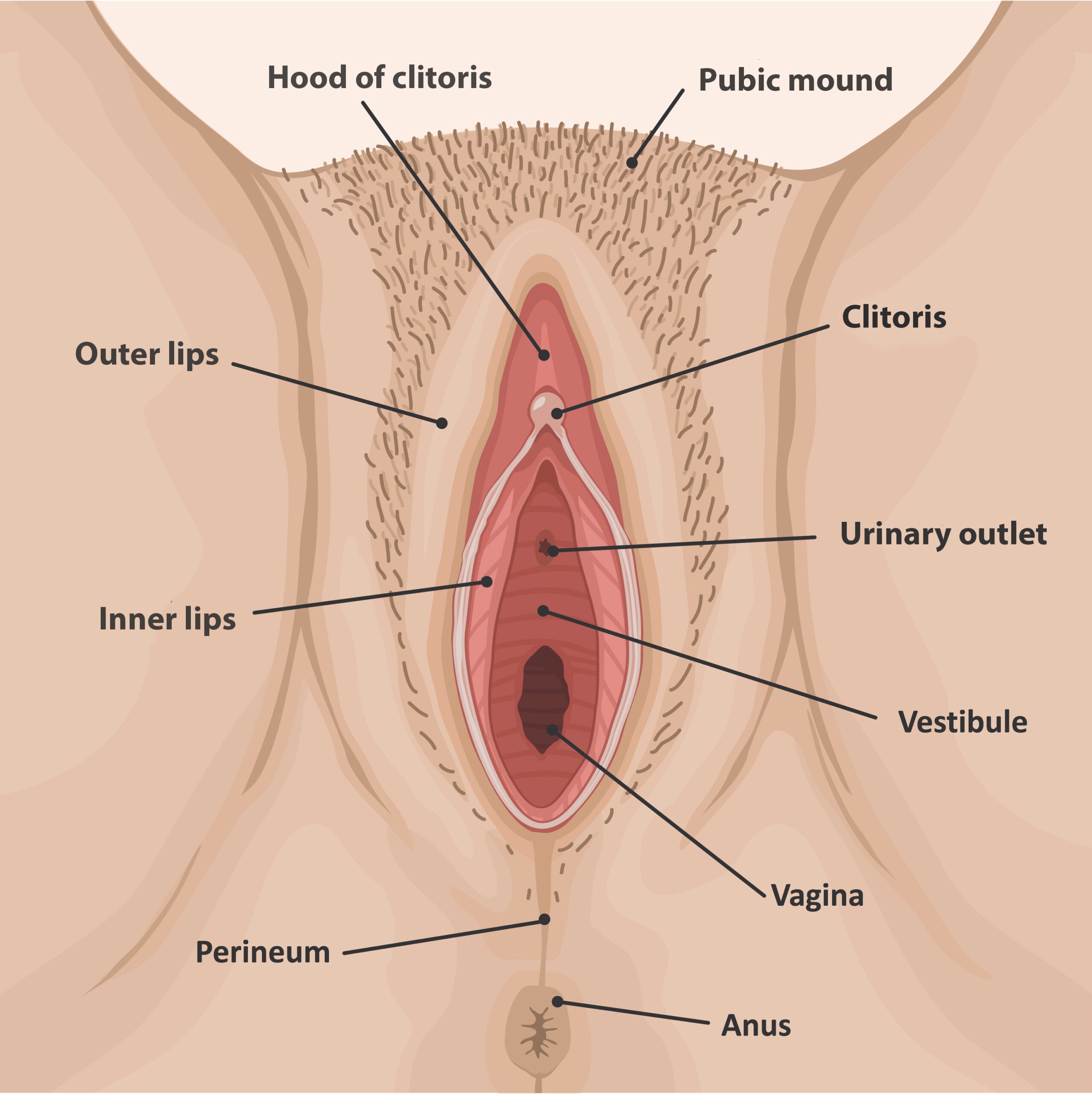 Female external genitals. Medical poster female anatomy vagina